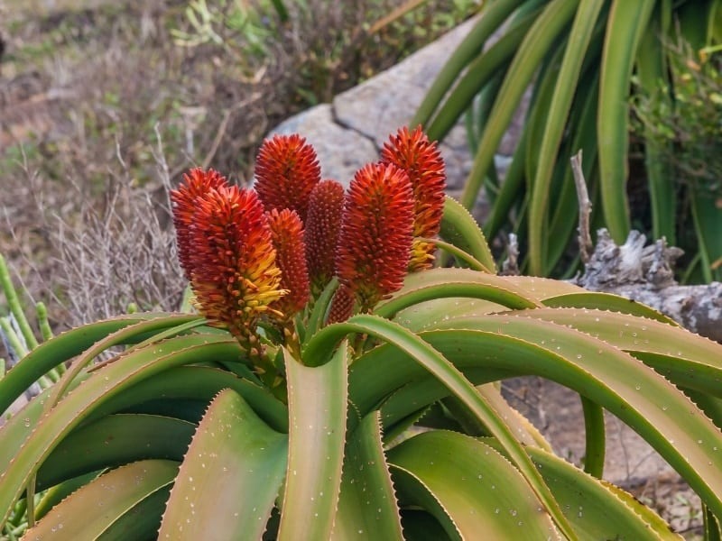 cây cảnh phong thủy nở hoa cây cảnh phong thủy nở hoa