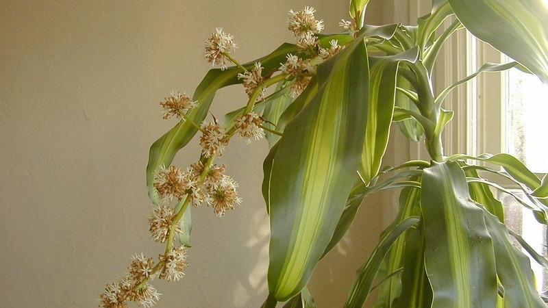 cây cảnh phong thủy nở hoa cây cảnh phong thủy nở hoa