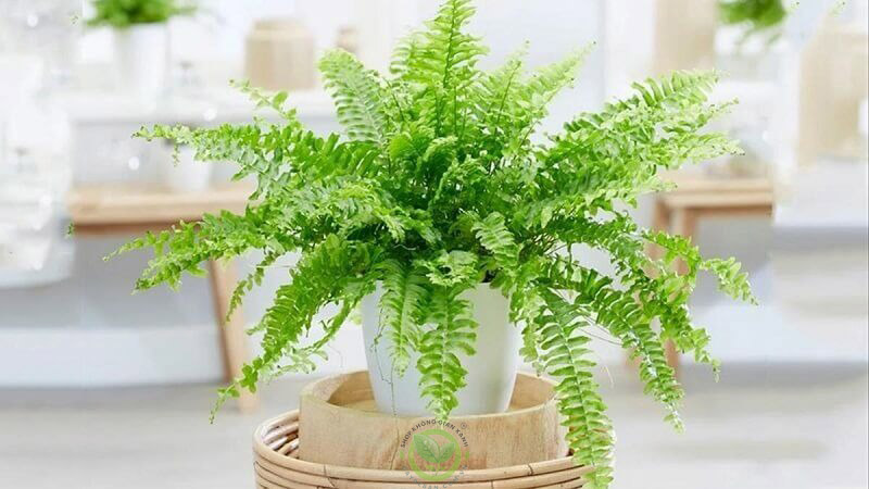 cây cảnh sống lâu cây cảnh sống lâu