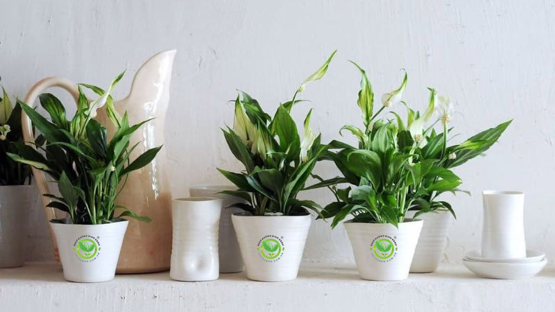 cây cảnh sống lâu cây cảnh sống lâu