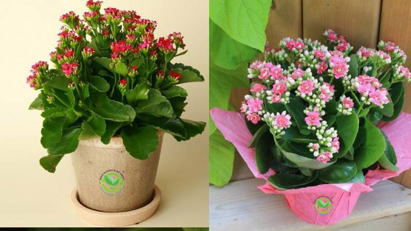 cây cảnh sống lâu cây cảnh sống lâu