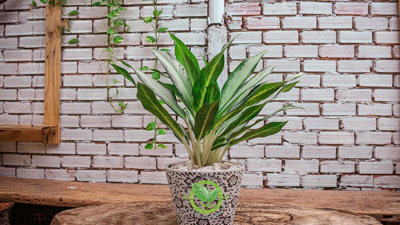 Cây bạch mã hoàng tử