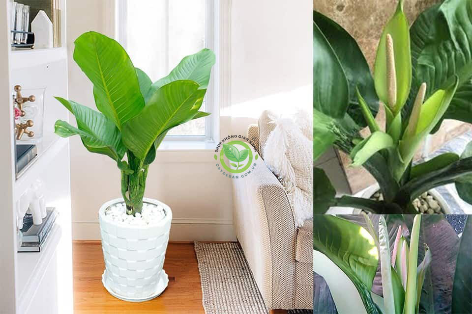 Cây đại phú gia