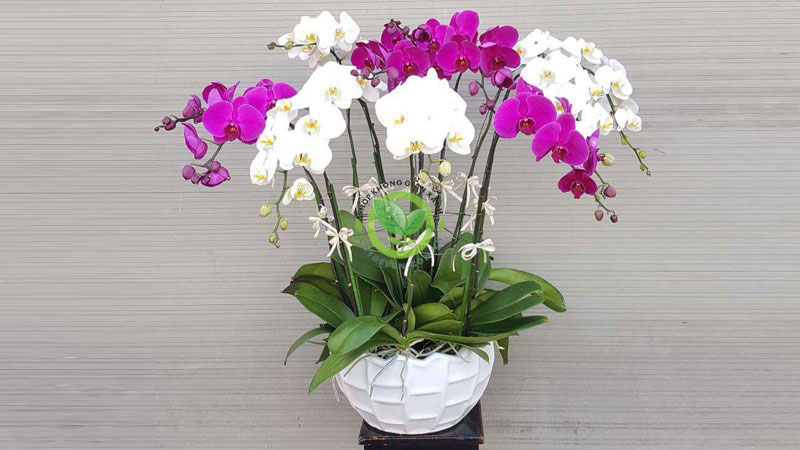 Cây lan hồ điệp