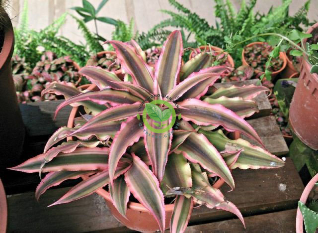 Cây lê phụng cơ