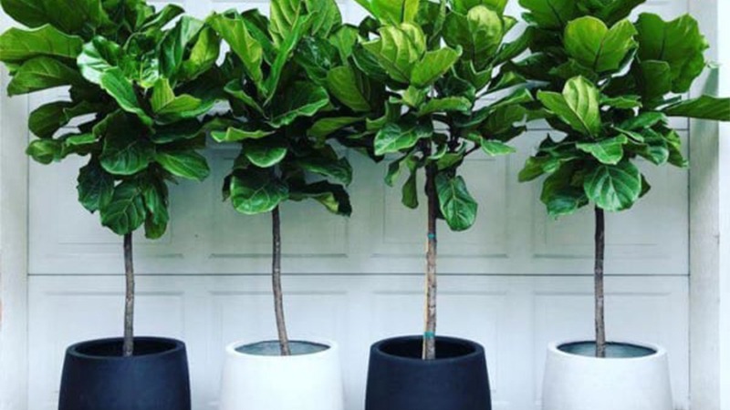 cây chịu nắng hướng tây cây chịu nắng hướng tây