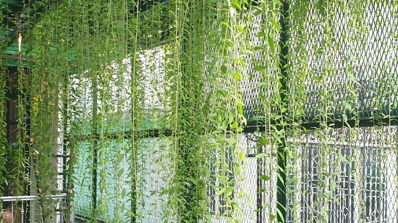 cây chịu nắng hướng tây cây chịu nắng hướng tây