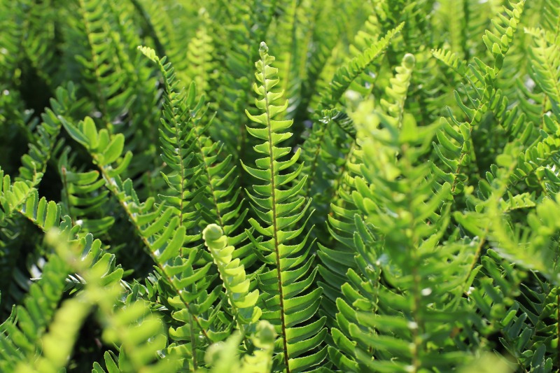 cây chịu nắng hướng tây cây chịu nắng hướng tây