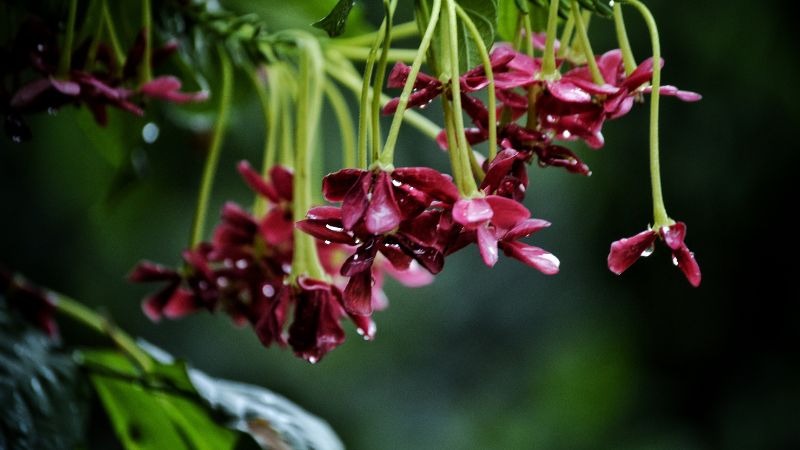 cây chịu nắng hướng tây cây chịu nắng hướng tây