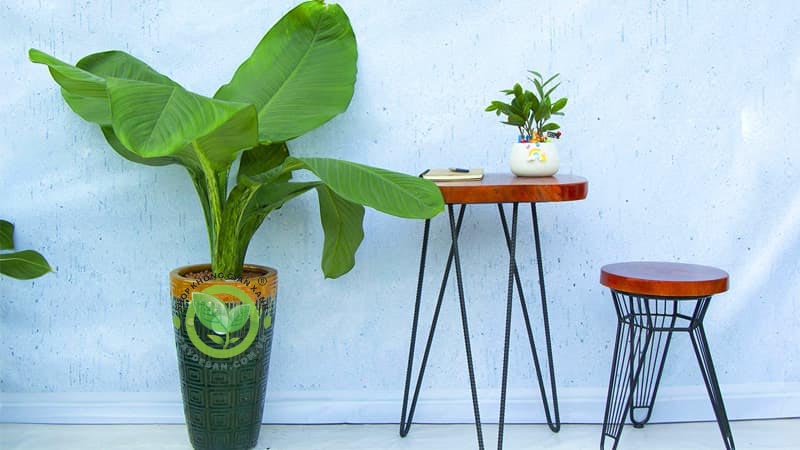 Kỹ Thuật Chăm Sóc Cây Đại Phú Gia Kỹ Thuật Chăm Sóc Cây Đại Phú Gia