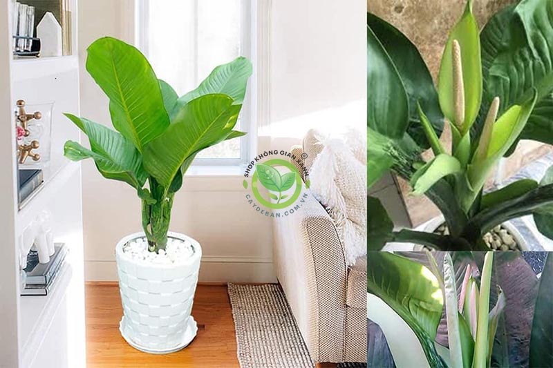 Cây Đại Phú Gia có độc không? Cây Đại Phú Gia có độc không?