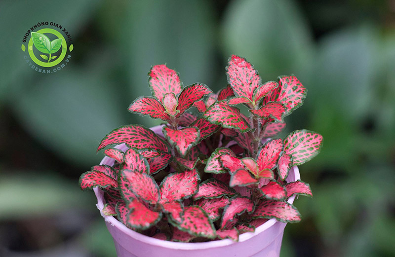 Cây Cẩm Nhung Đỏ Cây Cẩm Nhung Đỏ