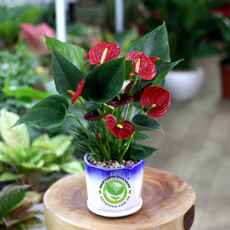 Cây Hồng Môn Cây Hồng Môn