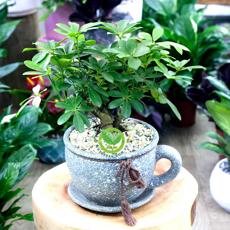 Cây Ngũ Gia Bì Cây Ngũ Gia Bì