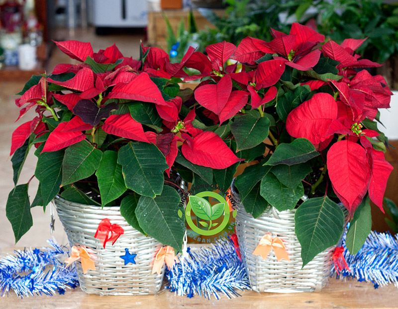 Cây Trạng Nguyên Cây Trạng Nguyên