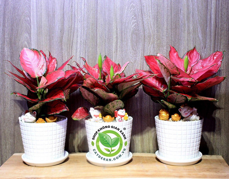 Cây Vạn Lộc Cây Vạn Lộc