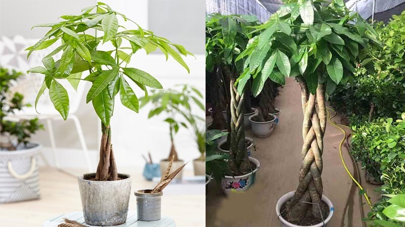 Cách trồng và chăm sóc cây kim ngân Cách trồng và chăm sóc cây kim ngân