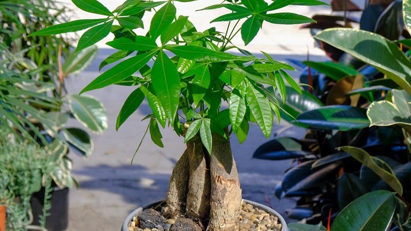 Cây kim ngân hợp mệnh gì? Cây kim ngân hợp mệnh gì?