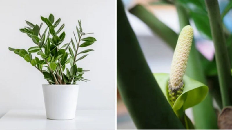 Cây kim tiền nở hoa báo hiệu điều gì? Cây kim tiền nở hoa báo hiệu điều gì?