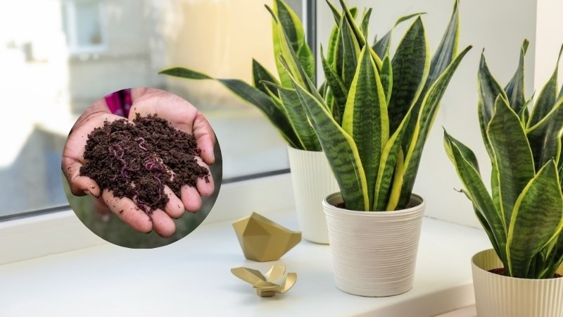 Cách chăm sóc cây lưỡi hổ ra hoa Cách chăm sóc cây lưỡi hổ ra hoa