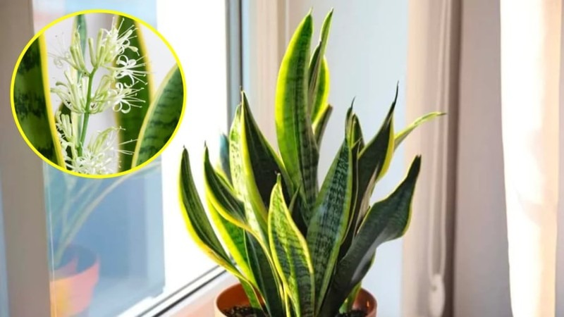 Cây lưỡi hổ ra hoa báo hiệu điều gì? Cây lưỡi hổ ra hoa báo hiệu điều gì?