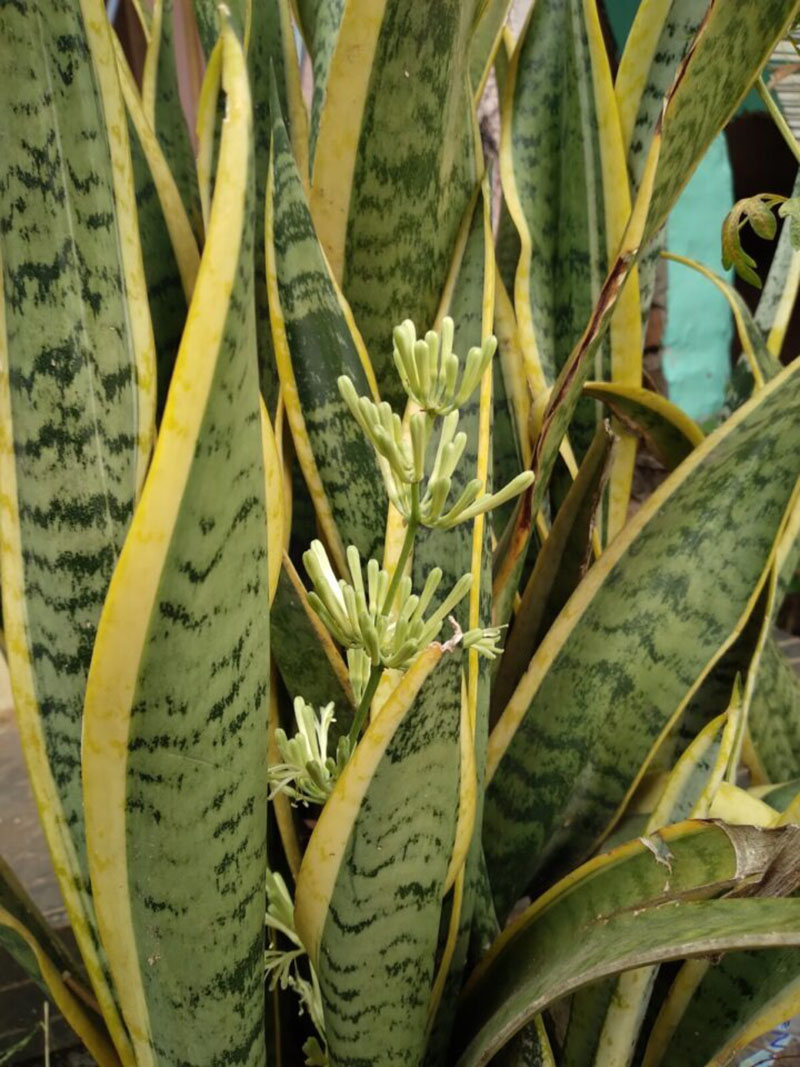 Cây lưỡi hổ ra hoa có hiếm không? Cây lưỡi hổ ra hoa có hiếm không?