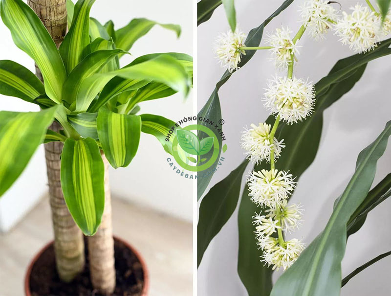 Tác dụng của cây phát tài Tác dụng của cây phát tài