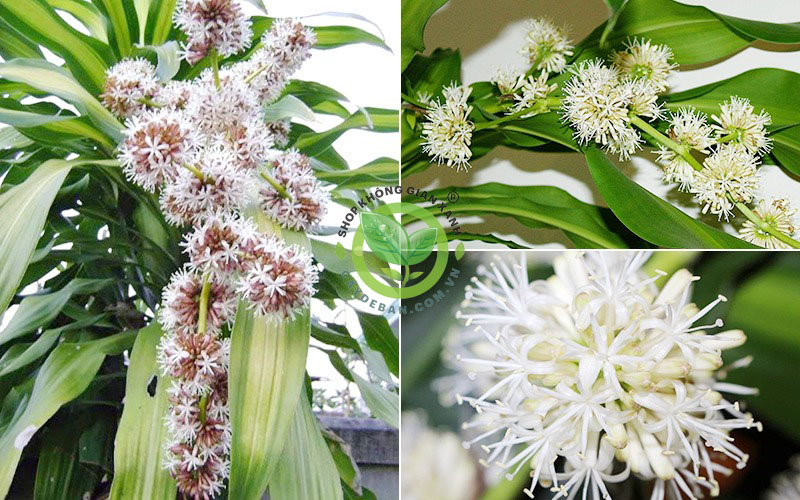 Ý nghĩa của cây phát tài Ý nghĩa của cây phát tài