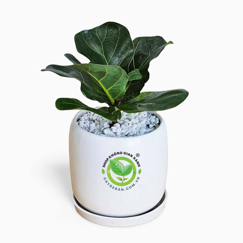 Cây bàng singapore mini Cây bàng singapore mini