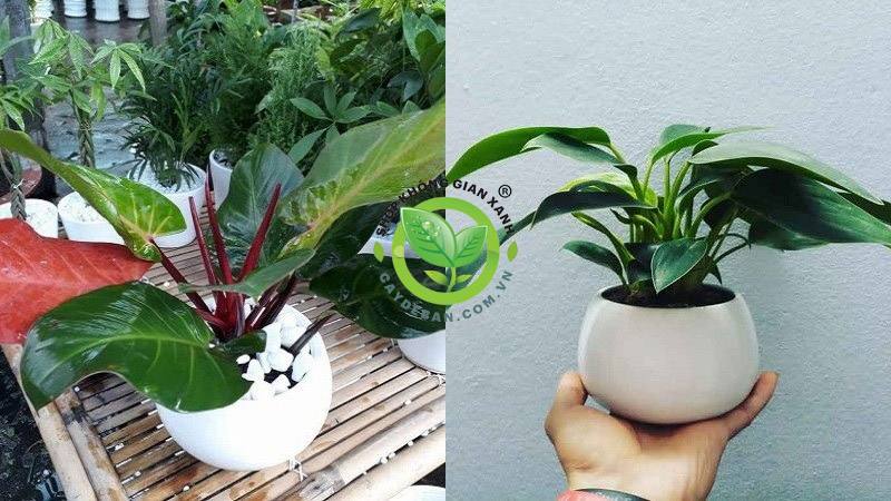 Cây đế vương xanh Cây đế vương xanh