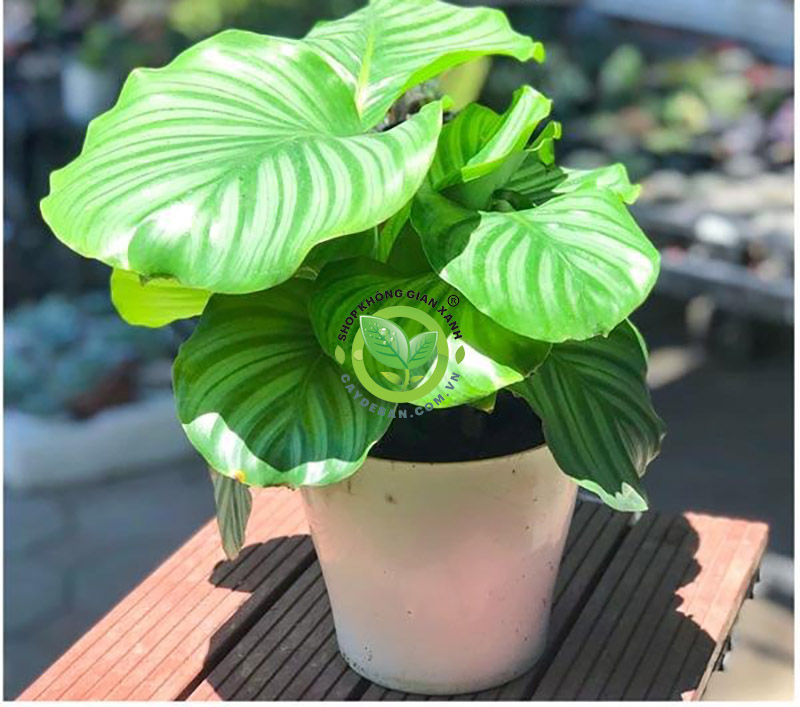 Cây đuôi công táo xanh Cây đuôi công táo xanh