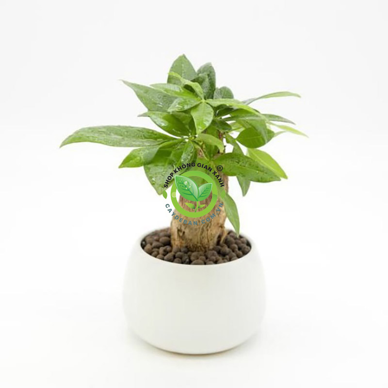 Cây kim ngân Cây kim ngân