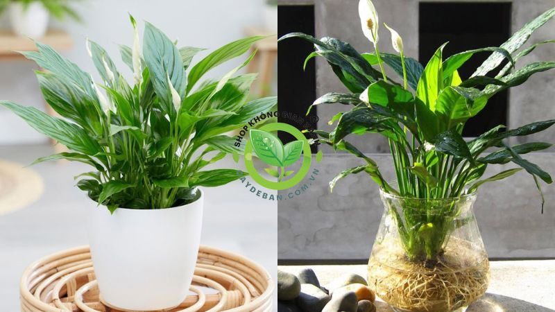 Cây lan ý Cây lan ý