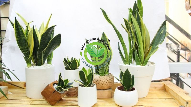 Cây lưỡi hổ Cây lưỡi hổ