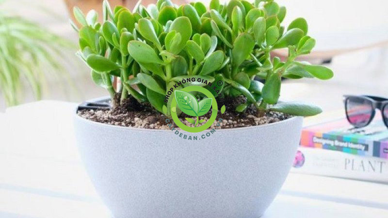 Cây ngọc bích Cây ngọc bích