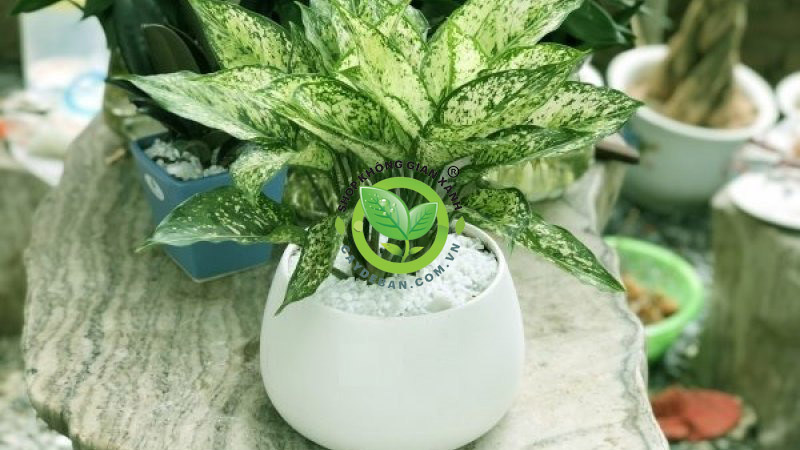 Cây ngọc ngân Cây ngọc ngân