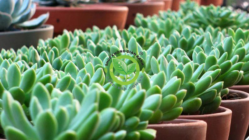 Cây sen đá Cây sen đá