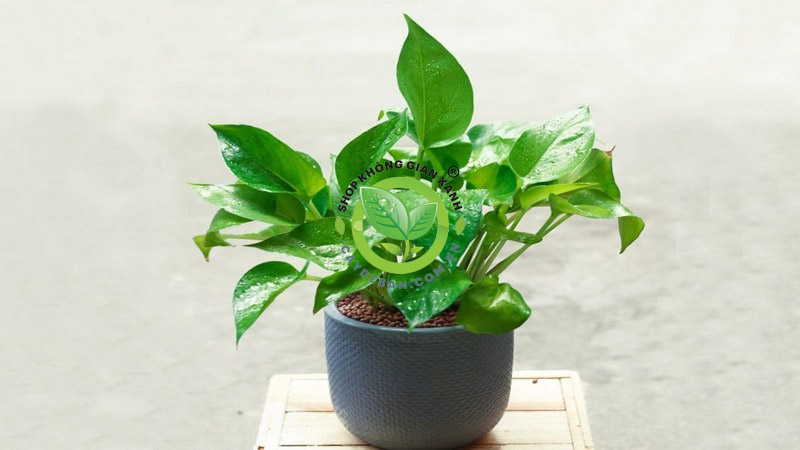 Cây trầu bà Cây trầu bà