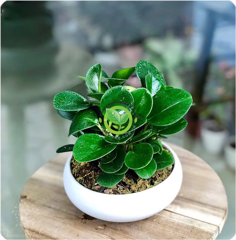 Cây trường sinh Cây trường sinh