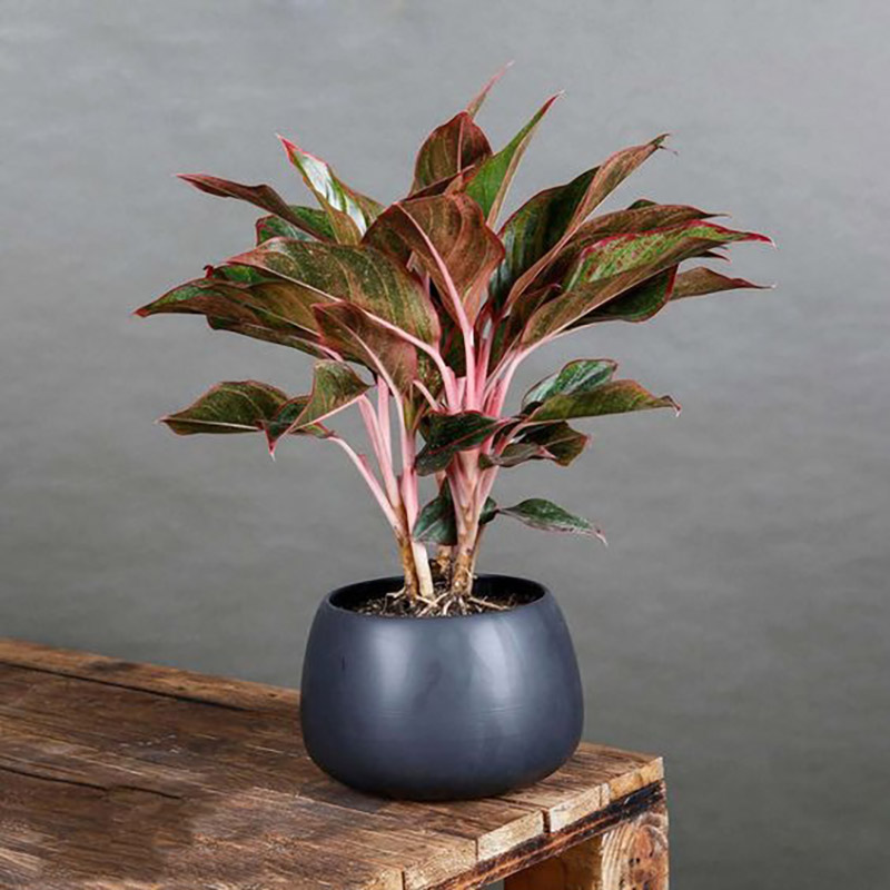 Cách trồng và chăm sóc cây Cách trồng và chăm sóc cây