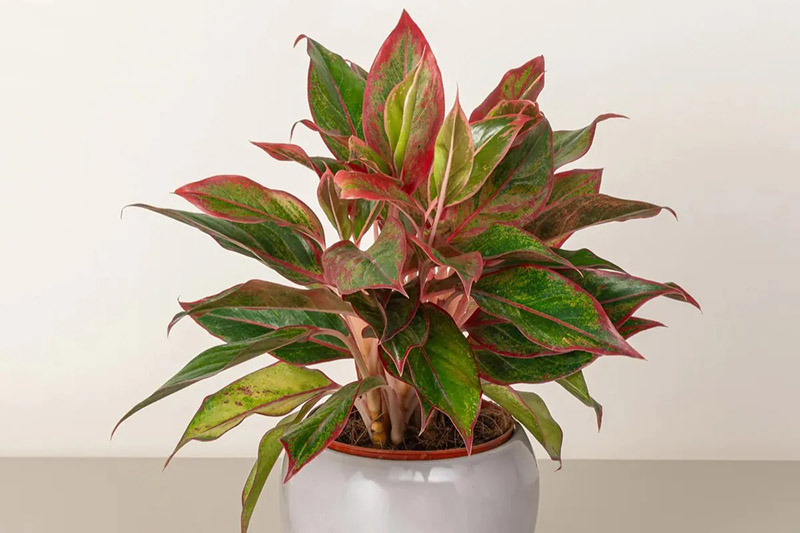 Ý nghĩa phong thủy cây phú quý Ý nghĩa phong thủy cây phú quý