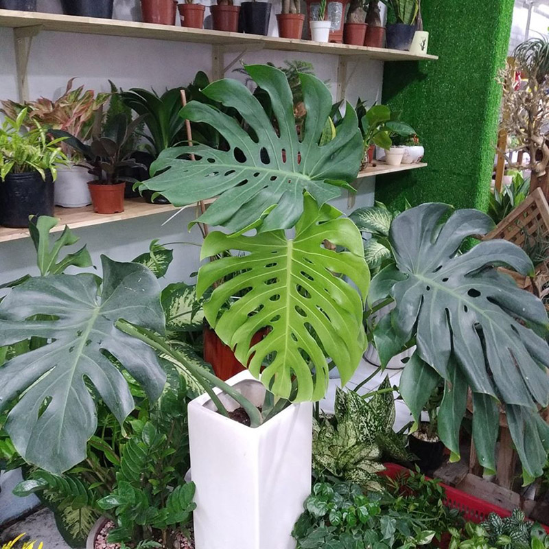 Cây trầu bà lá xẻ Monstera