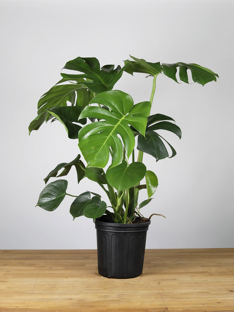 Cây trầu bà lá xẻ Monstera