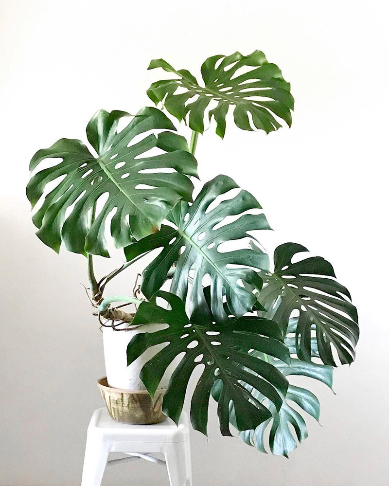 Cây trầu bà lá xẻ Monstera
