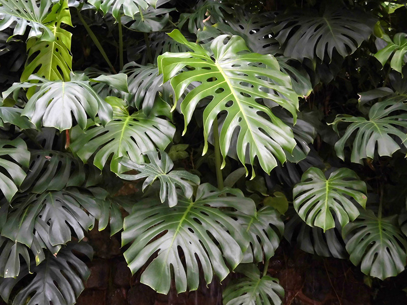 Cây trầu bà lá xẻ Monstera