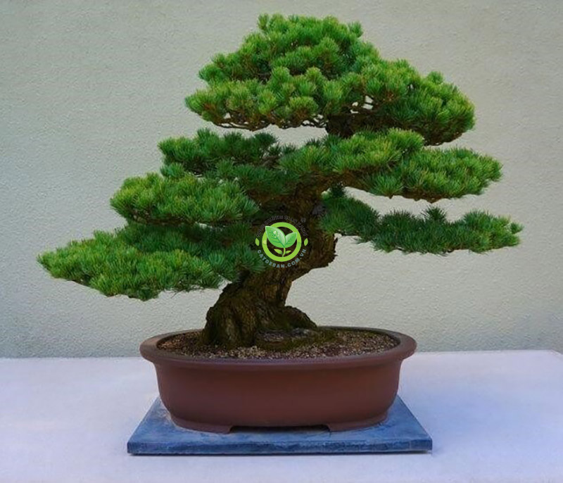 Cách chăm sóc cây Tùng Bồng Lai Cách chăm sóc cây Tùng Bồng Lai