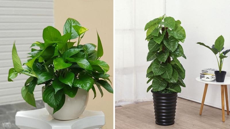 cây xanh văn phòng cây xanh văn phòng