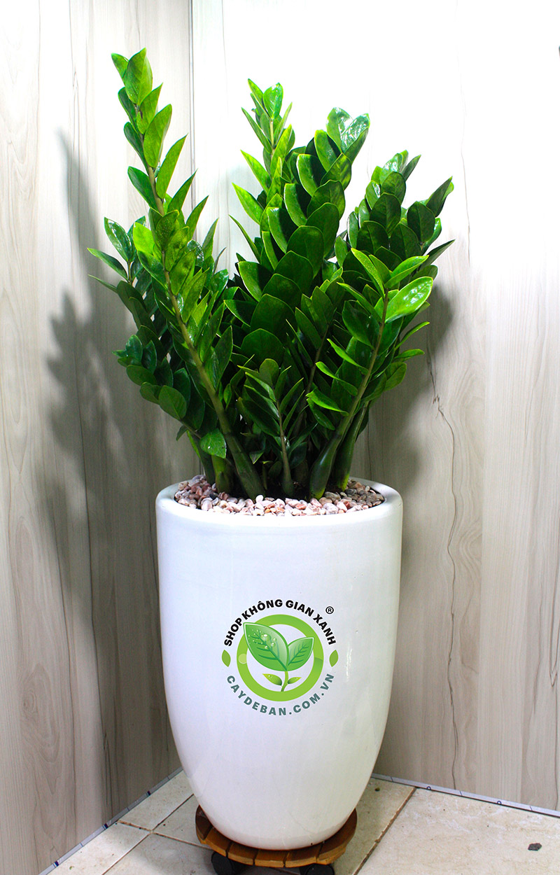 Những lưu ý khi chọn cây xanh văn phòng Những lưu ý khi chọn cây xanh văn phòng