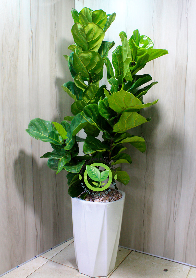 Vì sao nên sử dụng cây xanh văn phòng? Vì sao nên sử dụng cây xanh văn phòng?