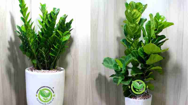 cây xanh văn phòng cây xanh văn phòng